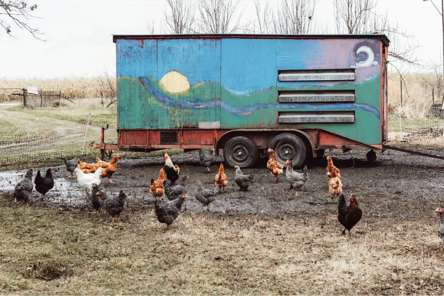 Chickens
